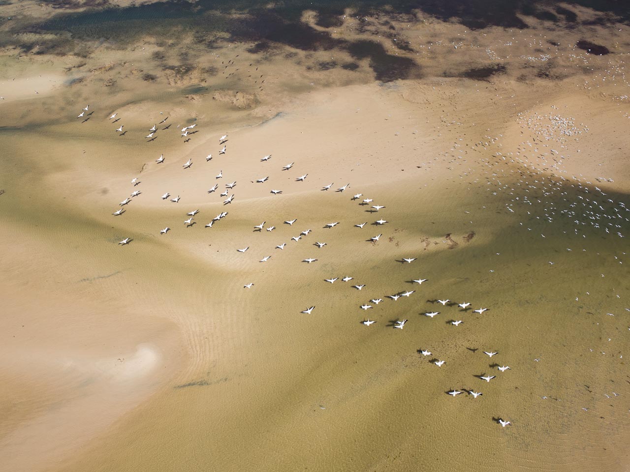 Marcheurs sur les plages du Banc d'Arguin